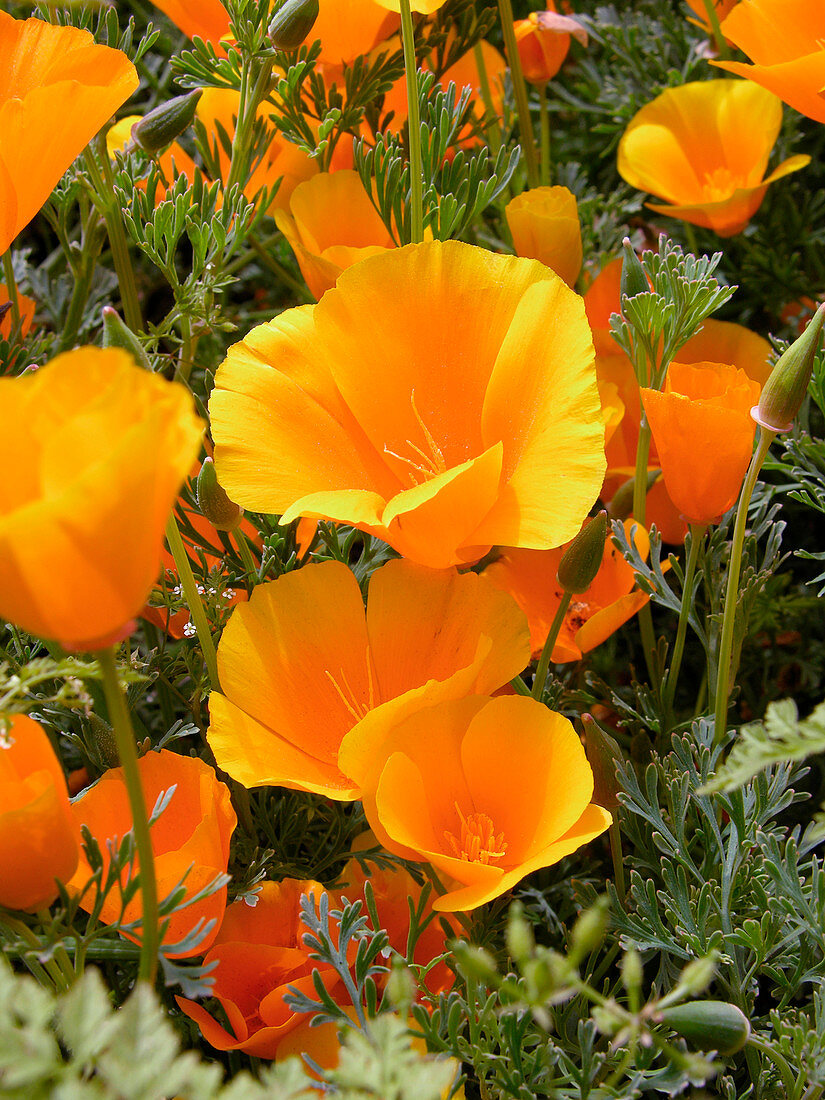 Poppies (Eschscholzia californica)