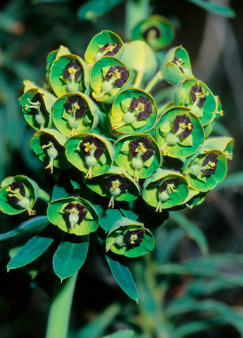 Spurge (Euphorbia characias)