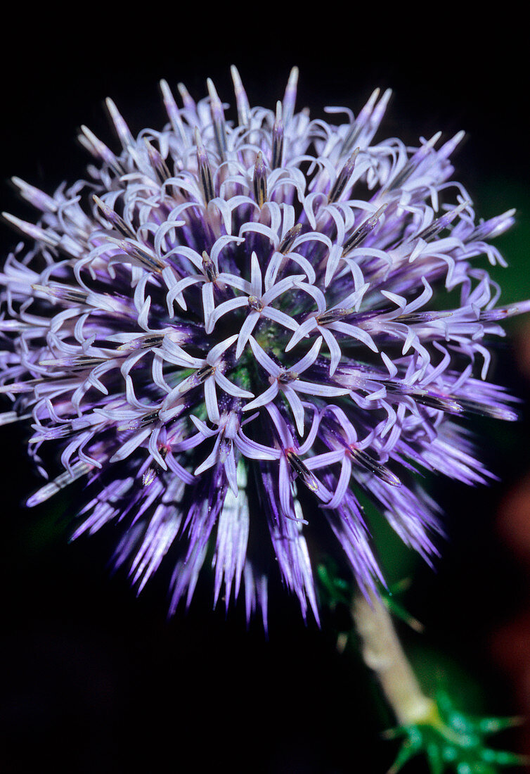 Echinops siculus