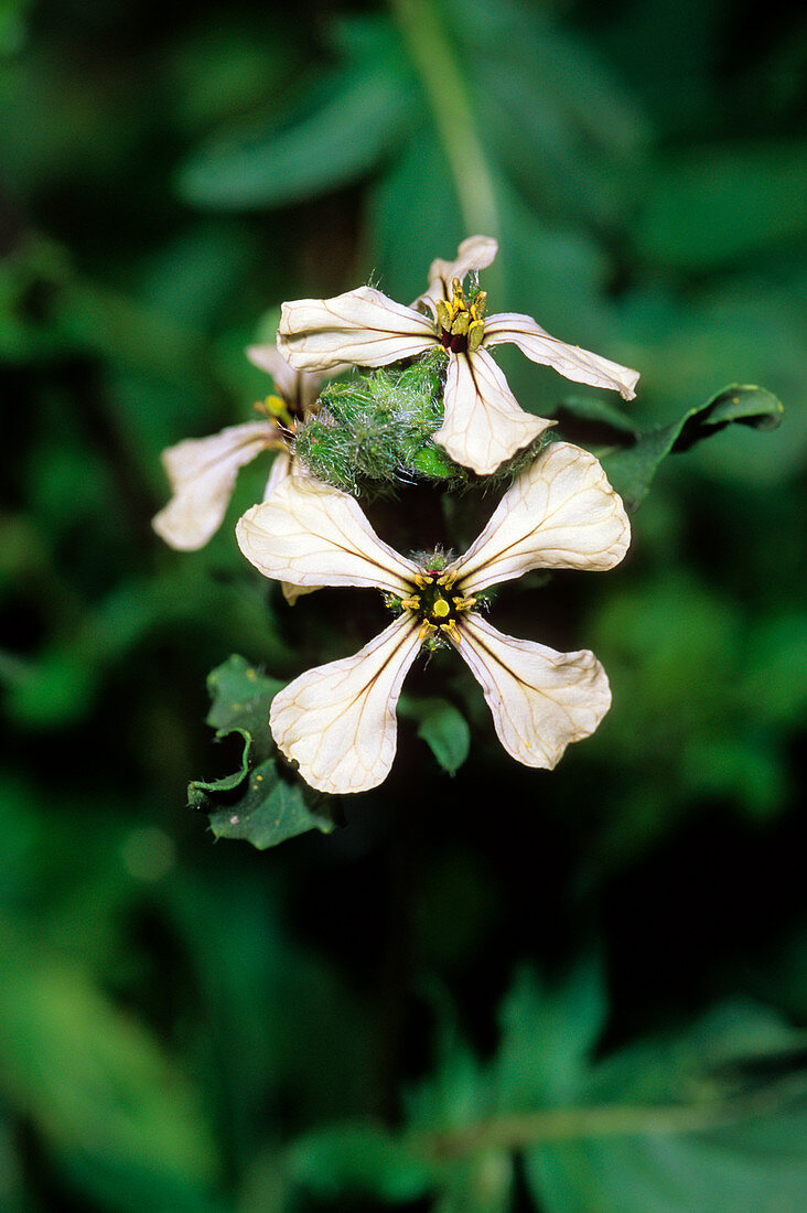 Rocket (Eruca vesicaria sativa)