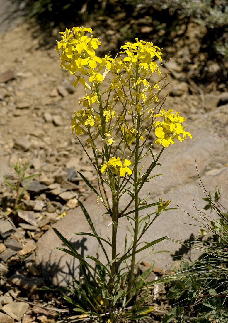 Western wallflower (Erysimum capitatum)