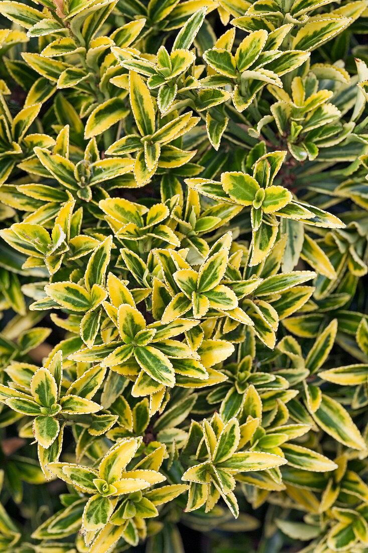 Euonymus japonicus 'Microphyllus Aureovariegatus'