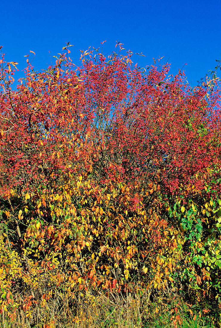 European spindle (Euonymus europaeus)