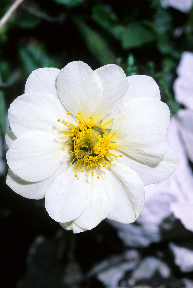 Mountain avens (Dryas octopetala)