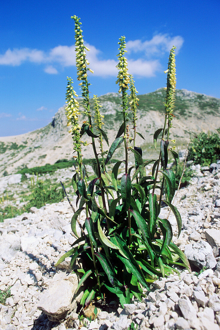 Foxglove (Digitalis micrantha)