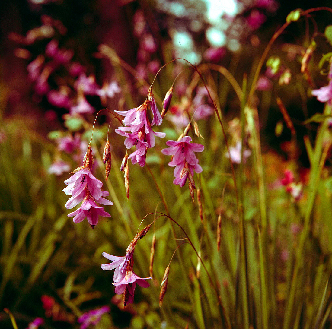 Angel's fishing rod flowers