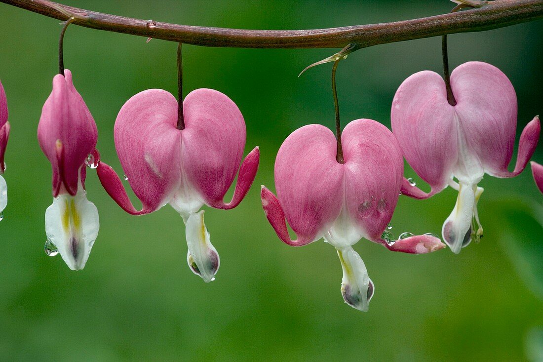 Bleeding heart flowers (Dicentra formosa)