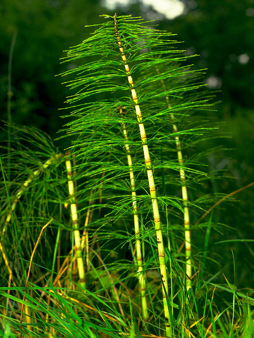 Great Horsetails