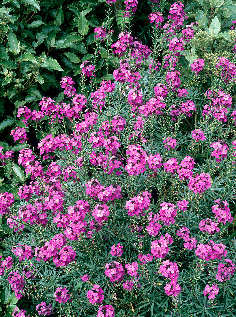 Erysimum Bowles Mauve