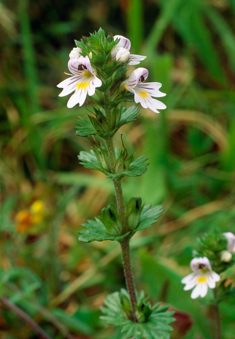 Euphrasia rostkoviana officinalis