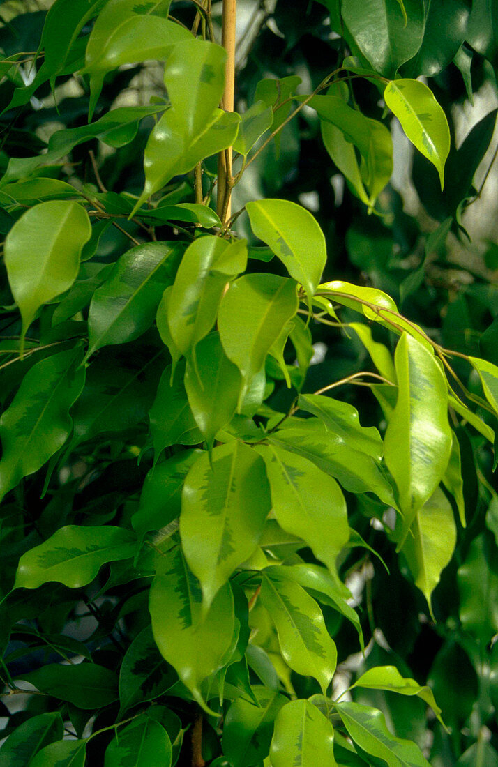 Ficus benjamina REGINALD