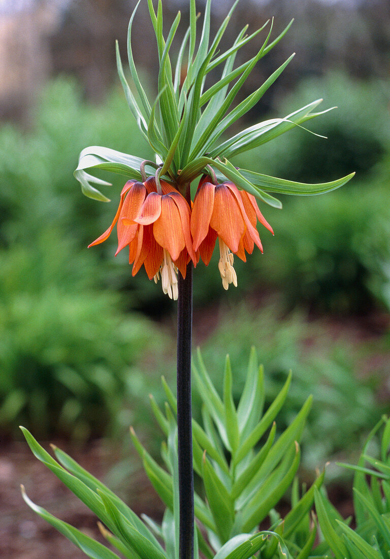 Fritillaria imperialis Aurora