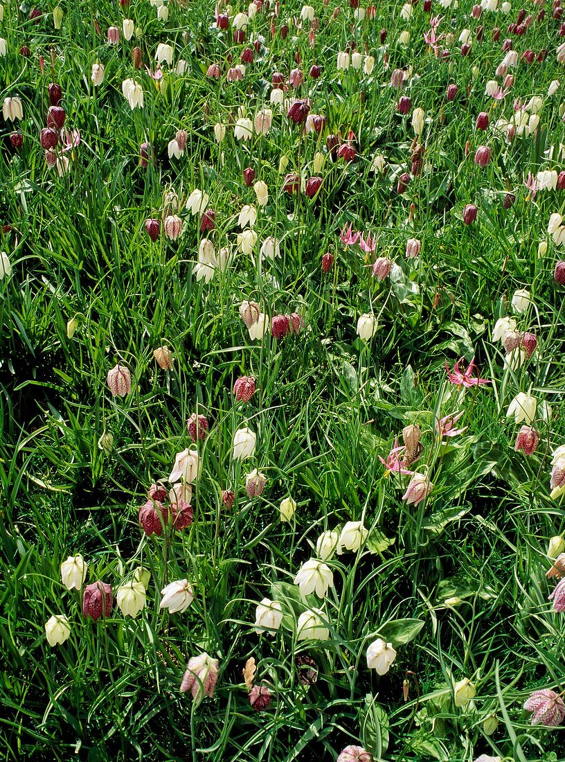 Fritillaria meleagris