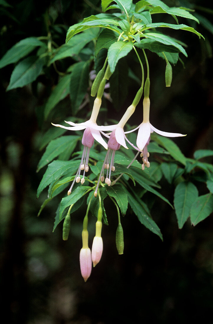 Fuchsia (Fuchsia magellanica)
