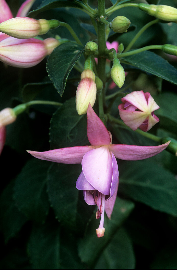 Fuchsia (Fuchsia 'Love's Reward')