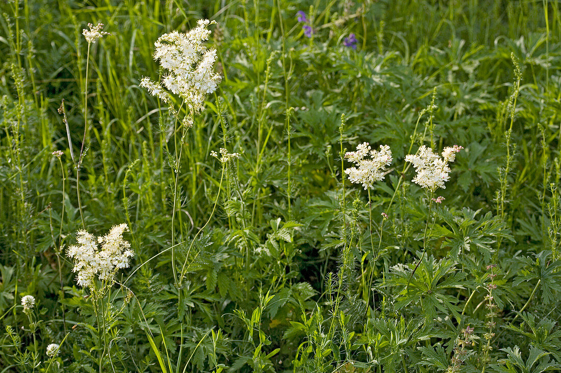 Dropwort (Filipendula vulgaris)