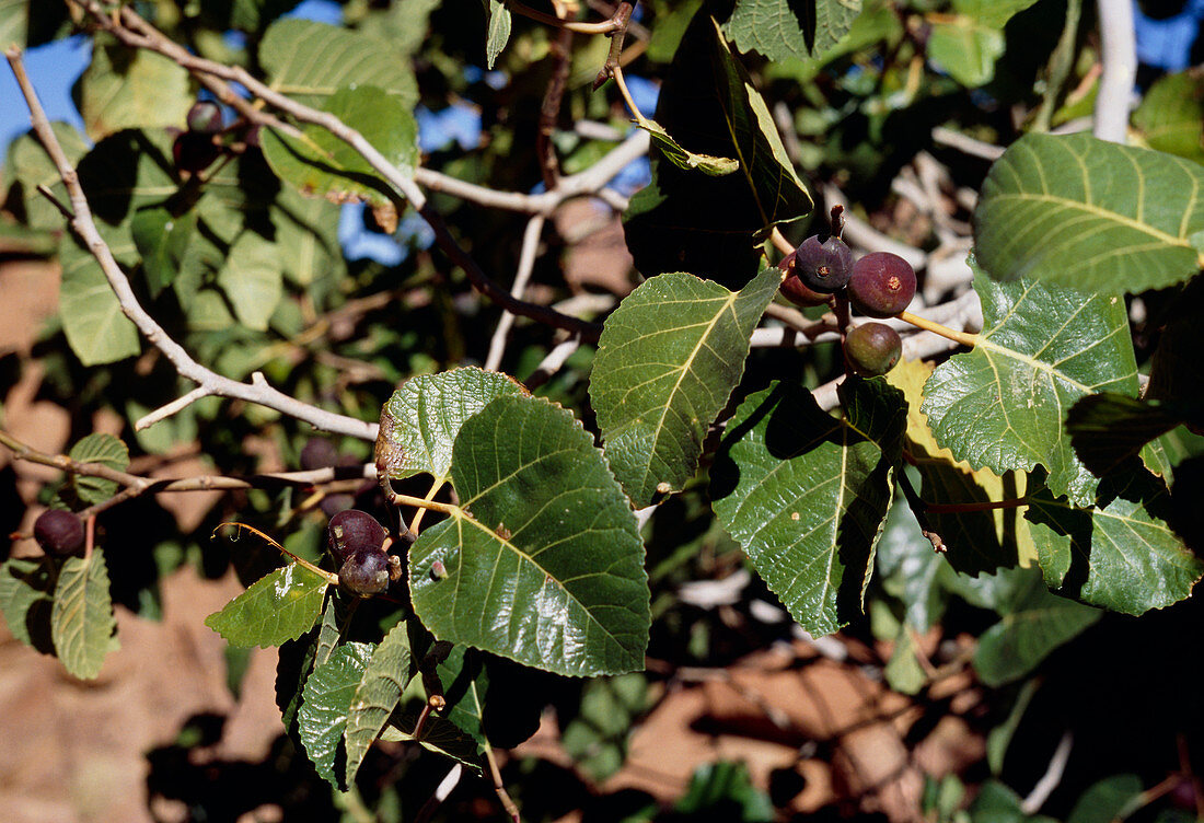 Sycamore fig (Ficus sycomorus)