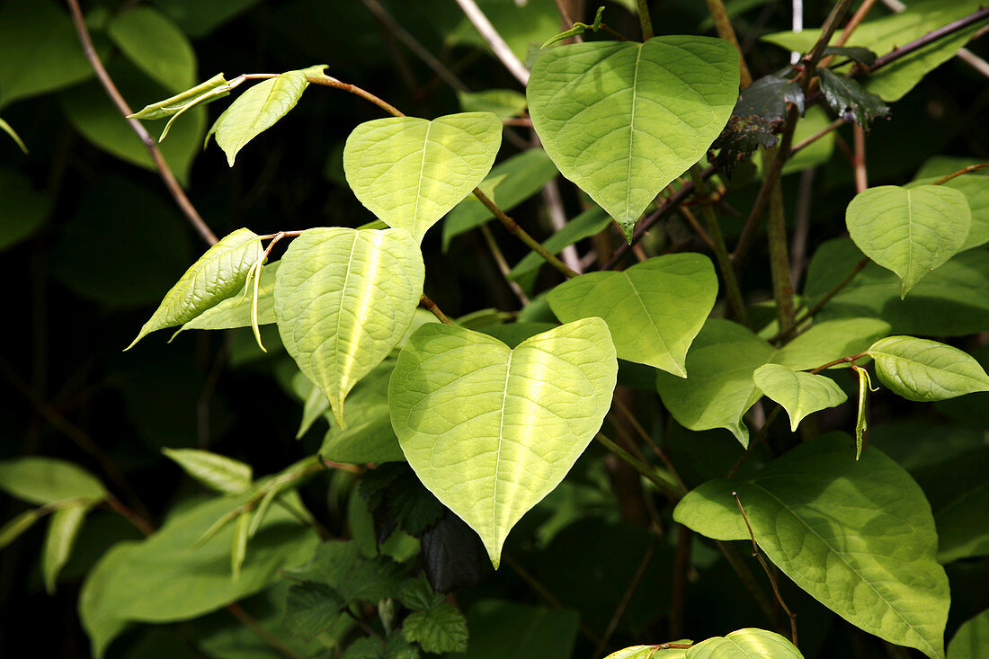 Japanese knotweed (Fallopia japonica)