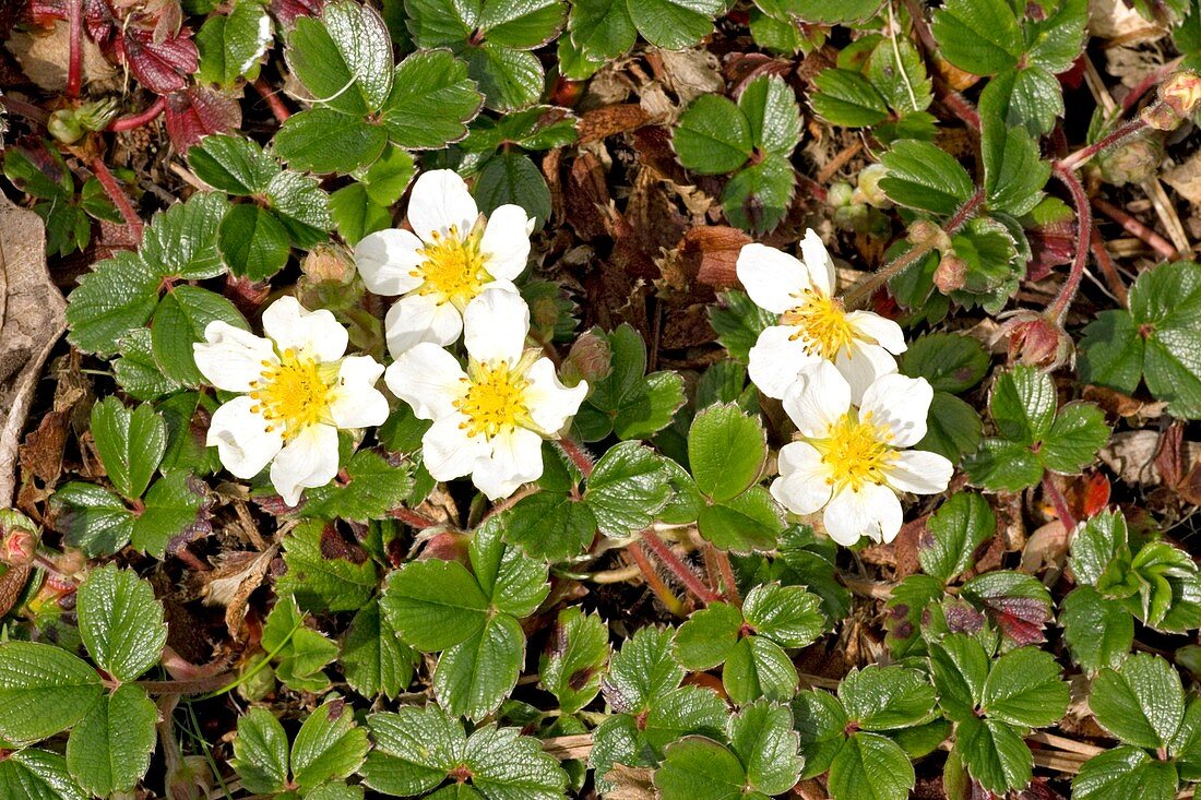 Beach strawberry (Fragaria chiloensis)