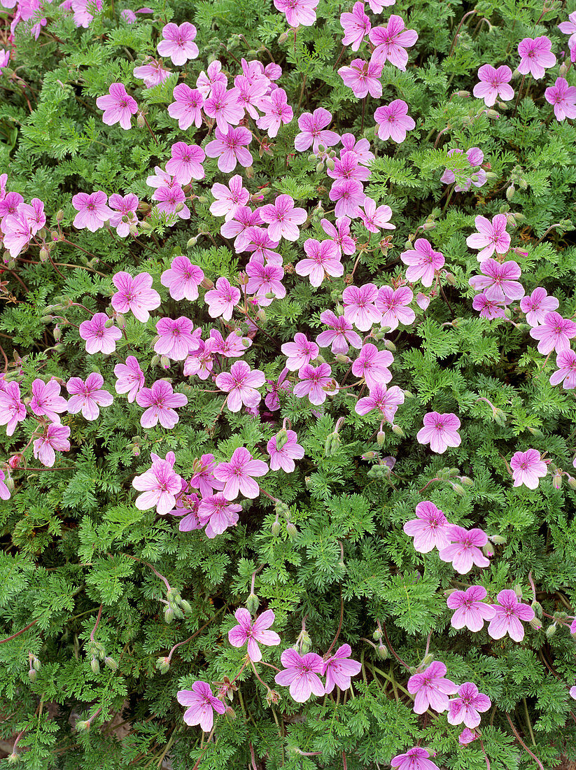 Erodium 'Merstham Pink'