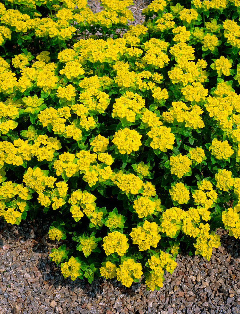 Cushion spurge (Euphorbia polychroma)