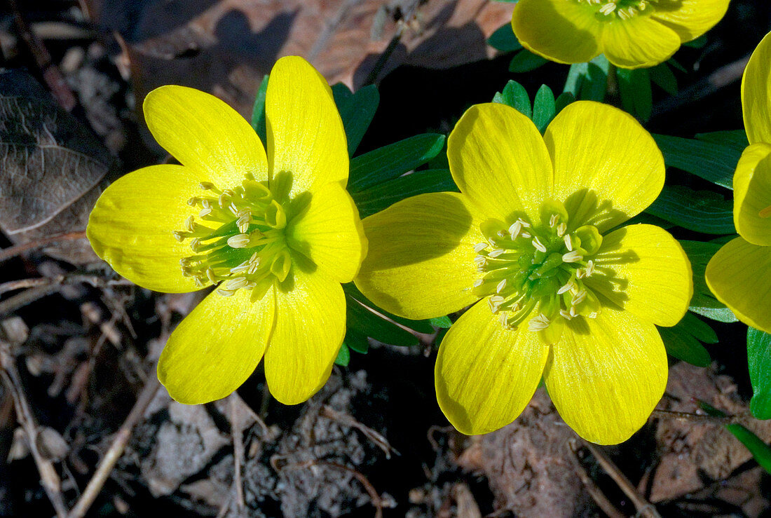 Winter aconite (Eranthis hyemalis)