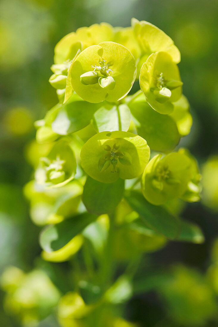 Spurge (Euphorbia sp.)