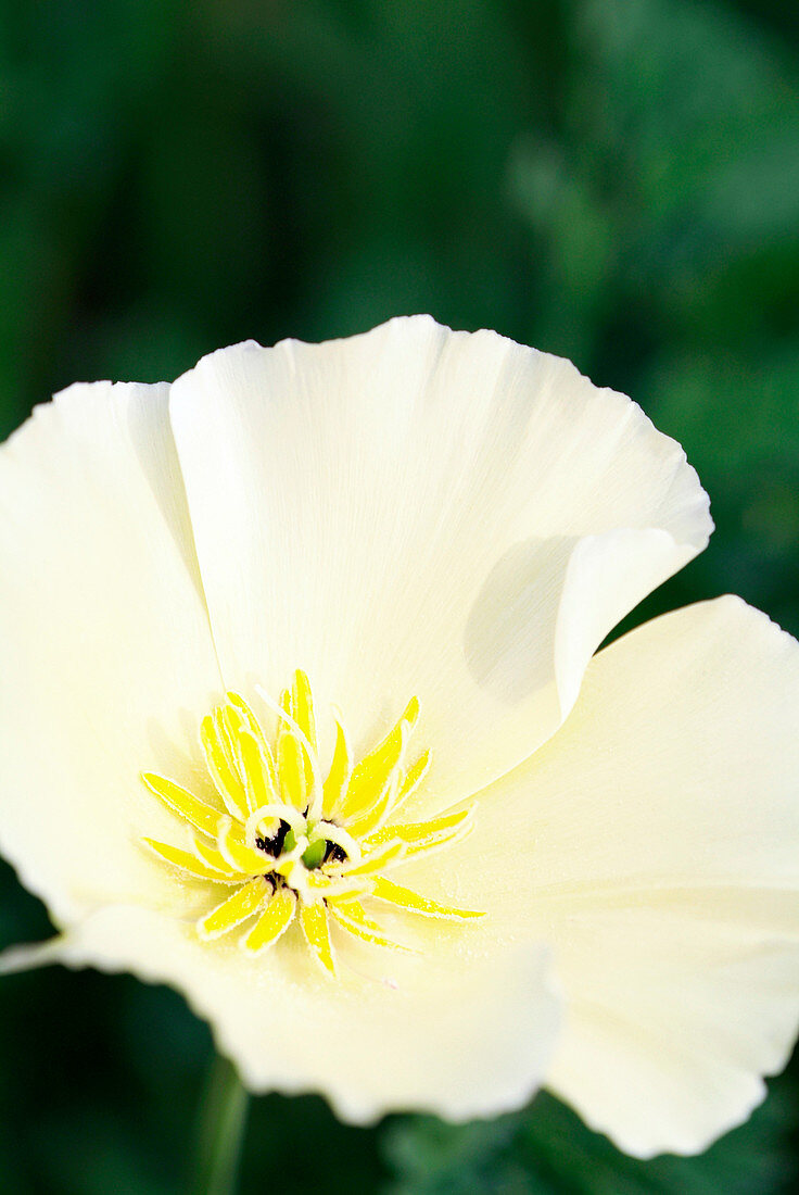 Poppy (Eschscholzia californica)