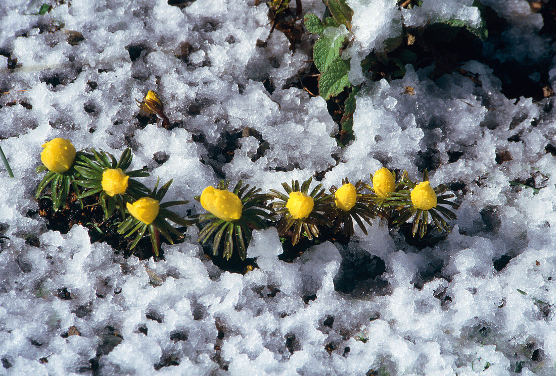 Winter aconite (Eranthis cilicica)