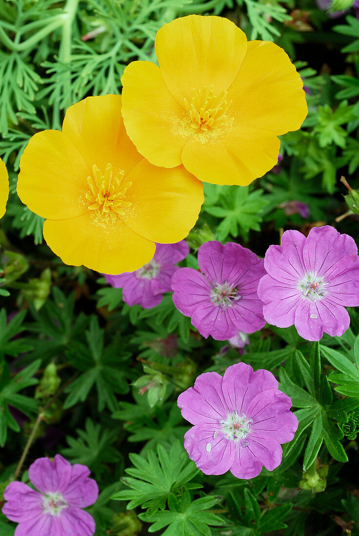 California poppies and cranesbill flowers