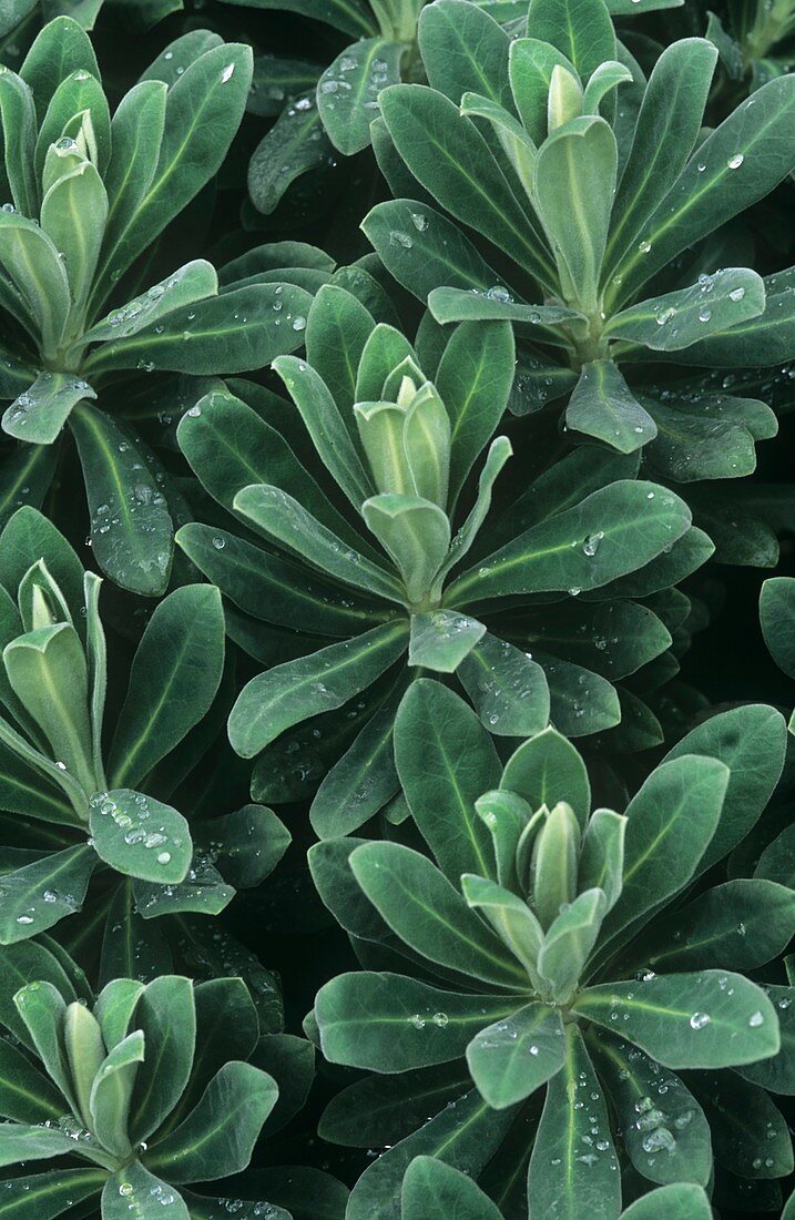 Spurge (Euphorbia 'Portuguese Velvet')