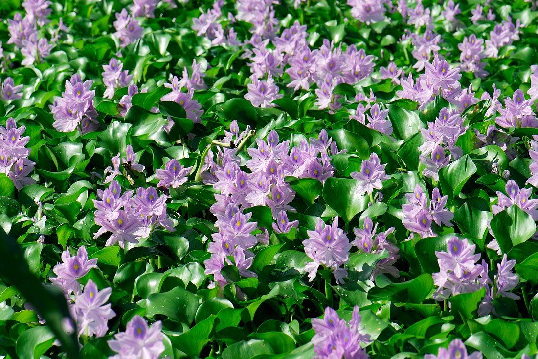 Water hyacinth (Eichhornia crassipes)