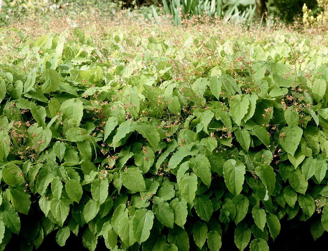 Barrenwort (Epimedium x cantabrigiense)