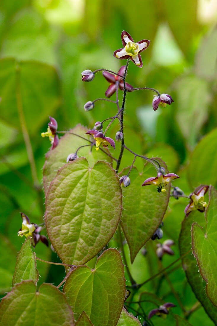 Alpine barrenwort (Epimedium alpinum)