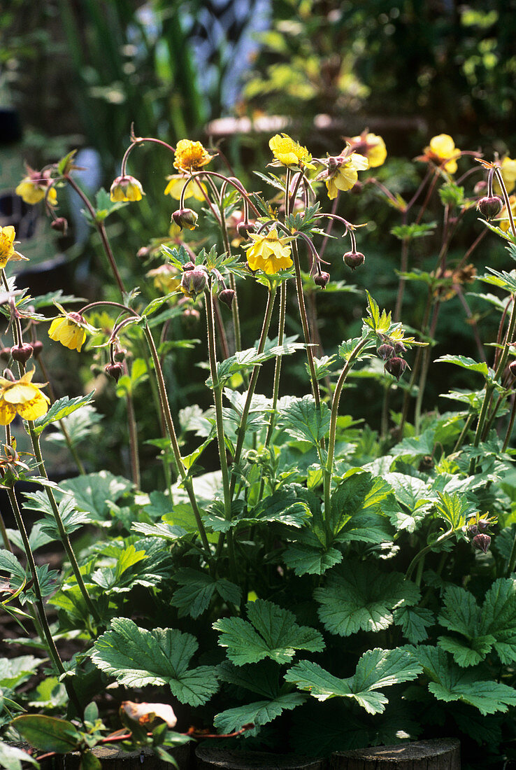 Alpine avens (Geum montanum)