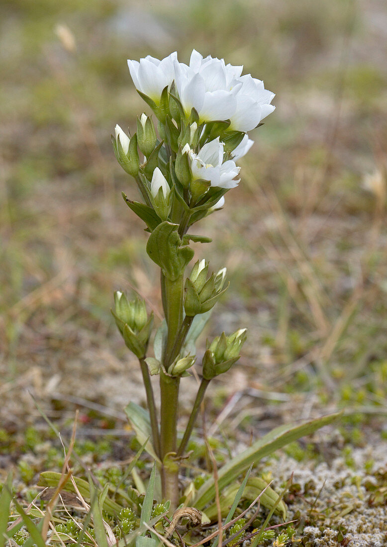 Tall gentian (Gentiana corymbifera)