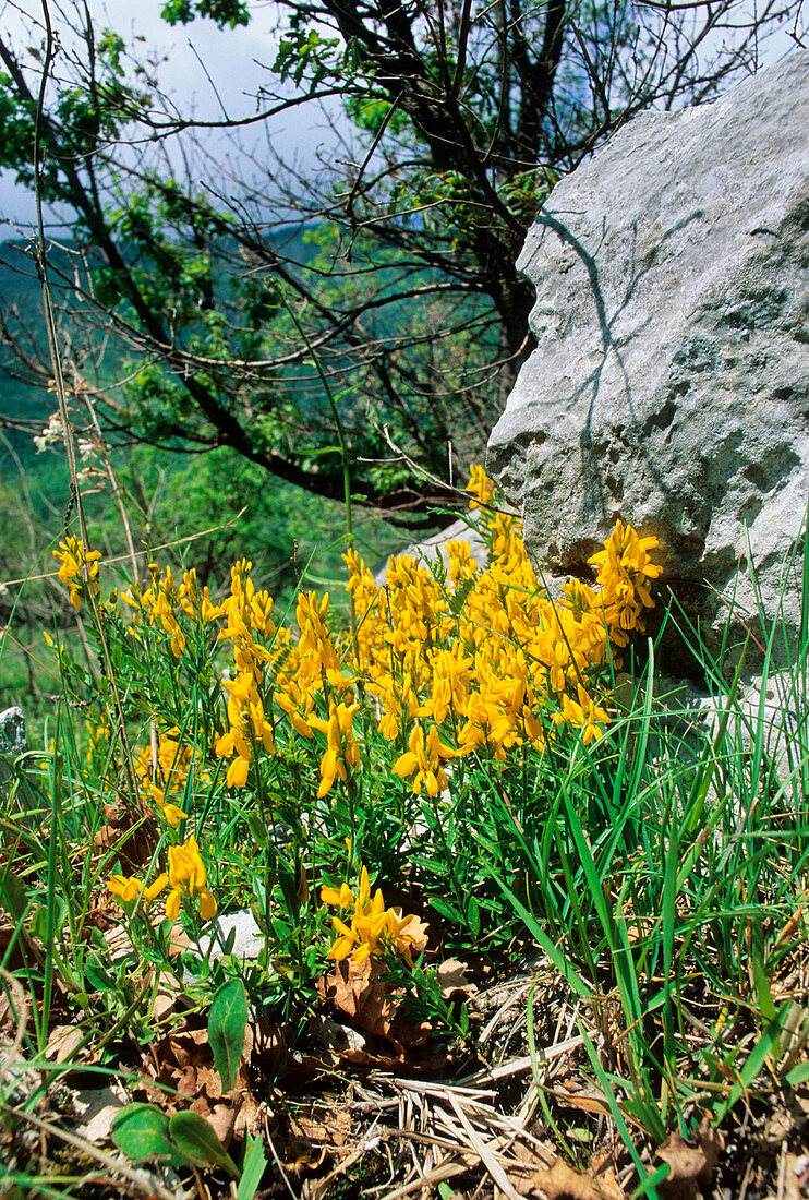 Dyer's greenweed (Genista tinctoria)