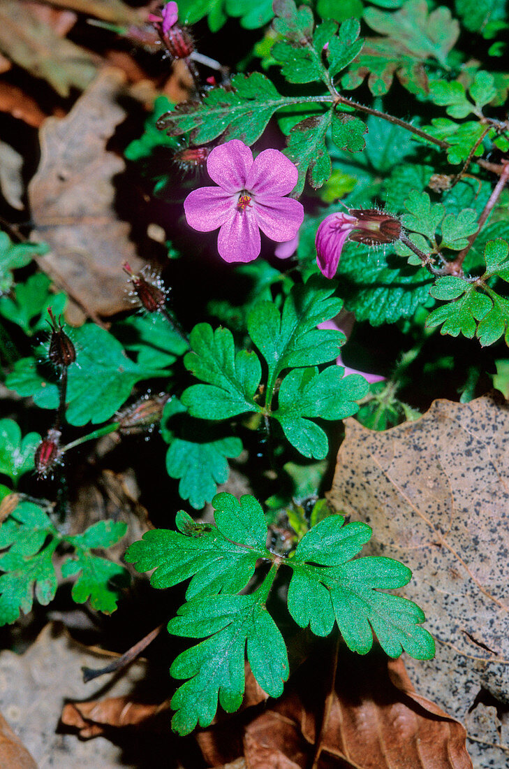 Herb robert (Geranium robertianum)