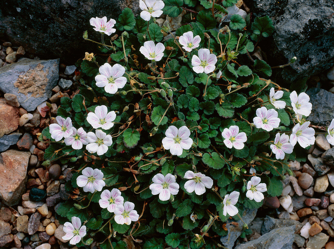 Geraniums (Erodium reichardii)