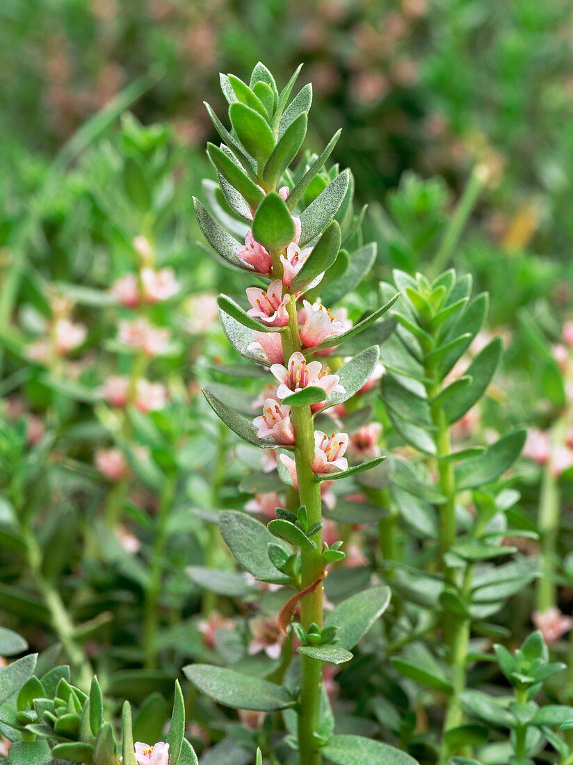 Sea milkwort