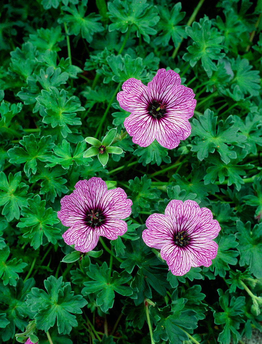 Geranium cinereum Ballerina