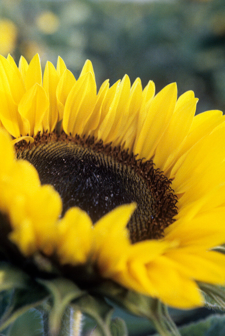 Sunflower (Helianthus annuus)