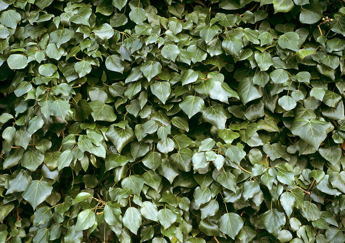 Common ivy (Hedera helix 'Angularis')