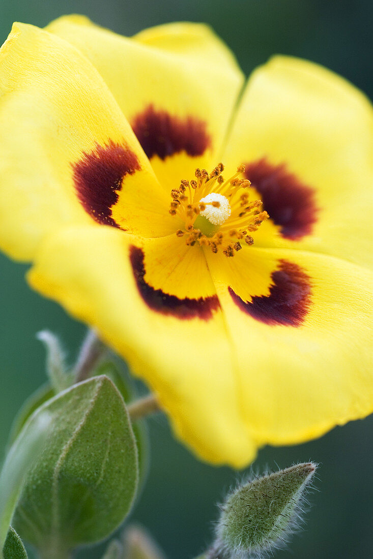 Halimium flower (Halimium lasianthum)