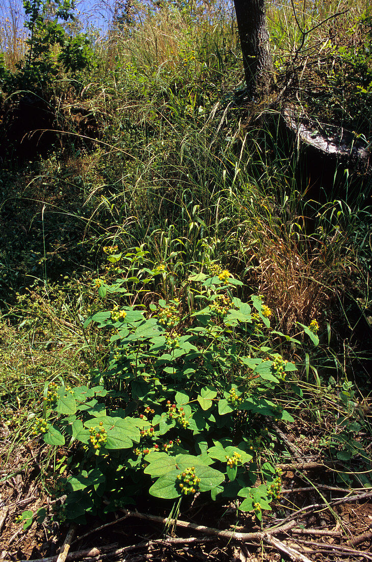 Tutsan plant (Hypericum androsaemum)