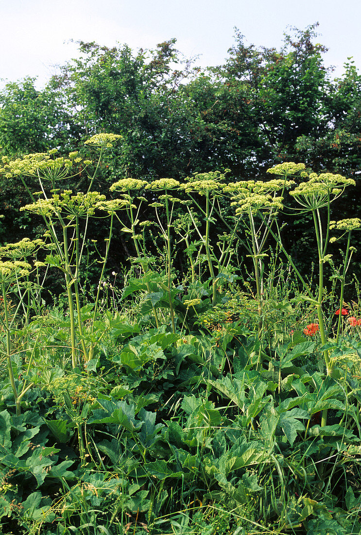 Cow parsnip (Heracleum sphondylium)