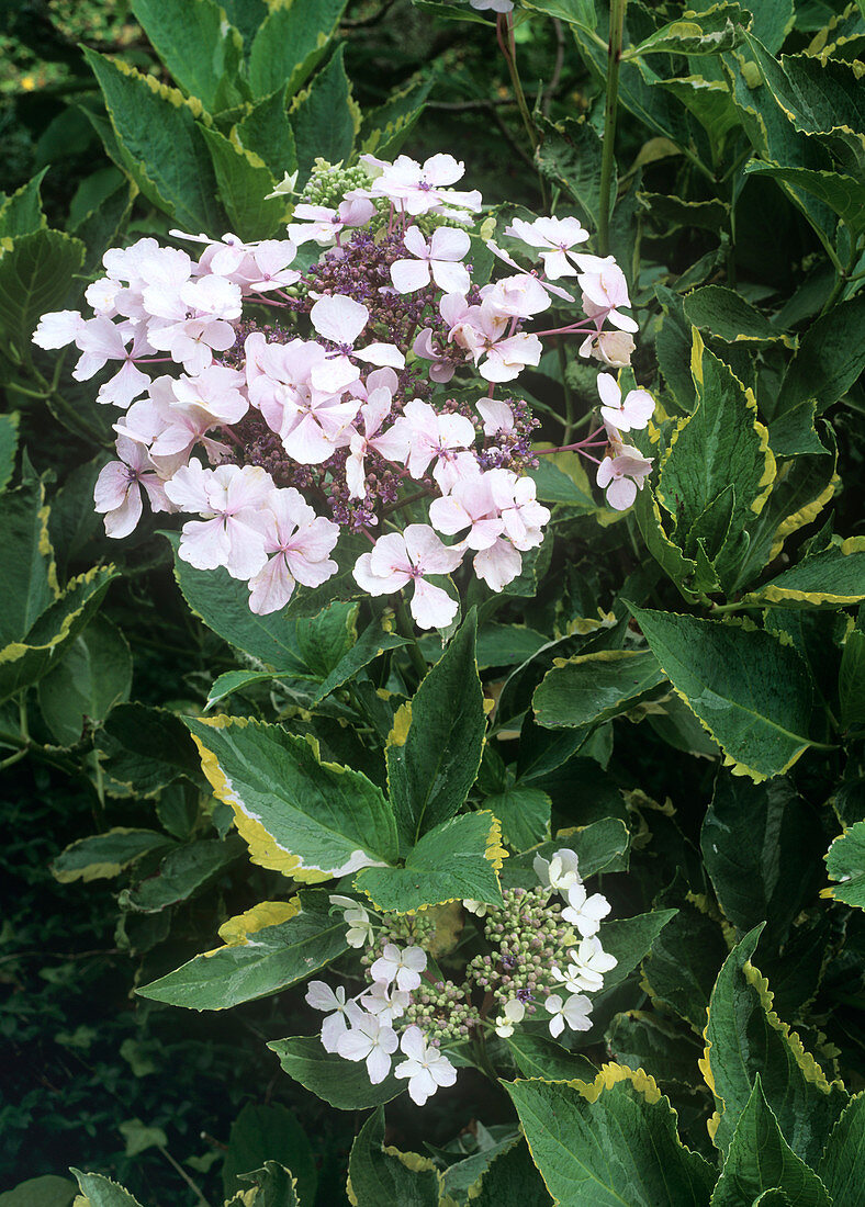 Hydrangea macrophylla 'Quadricolor'