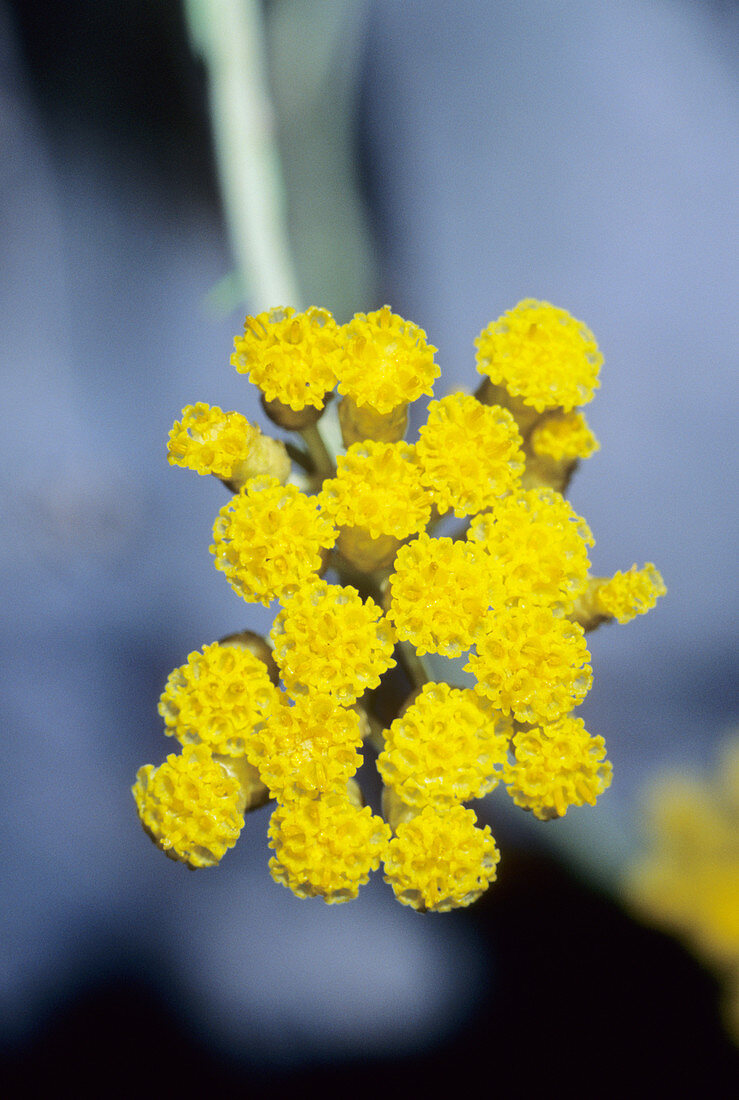 Helichrysum italicum italicum