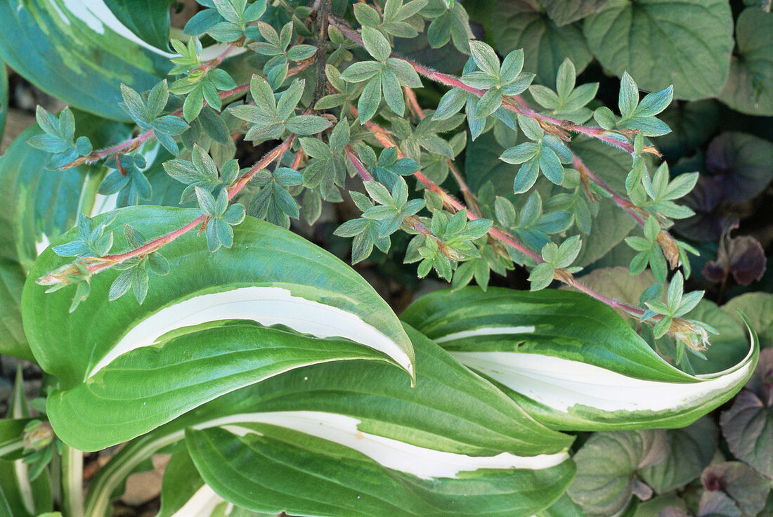 Hosta 'Undulata' leaves