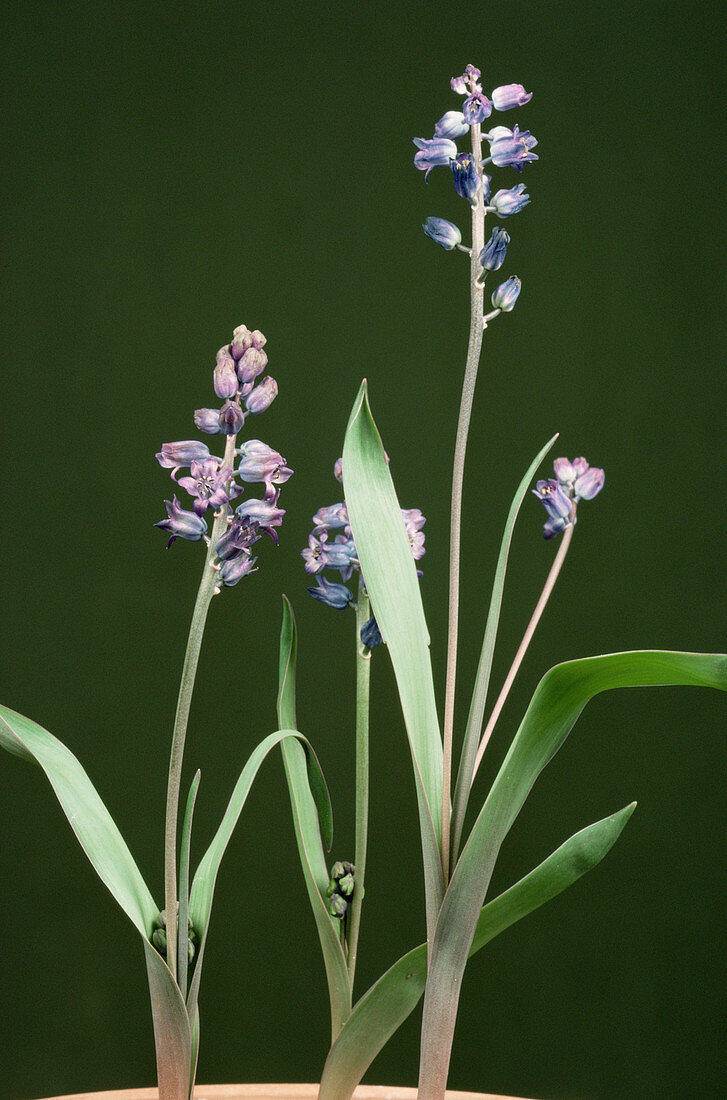 Hyacinthella lineata